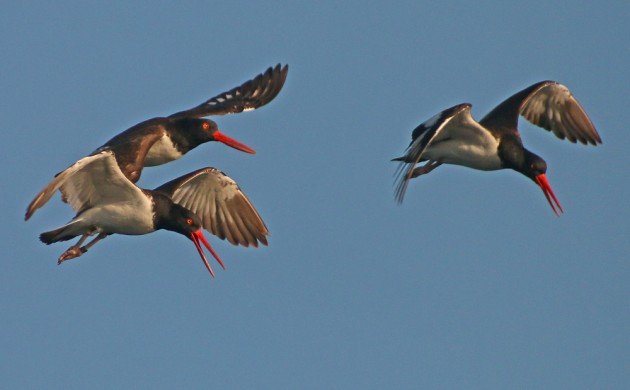 American Oystercatchers