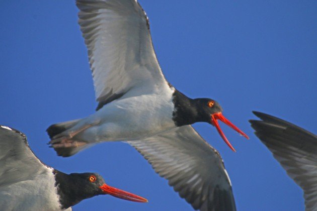 American Oystercatchers close