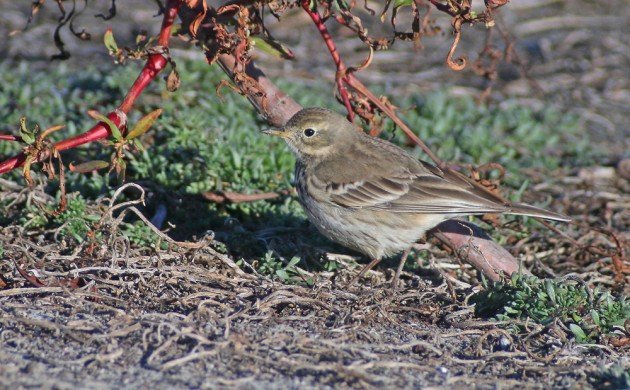 American Pipit