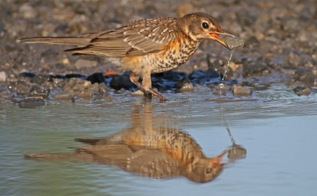 American Robin fledgling picking up a rock