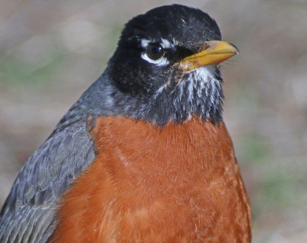 American Robin portrait