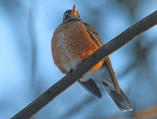 American Robin