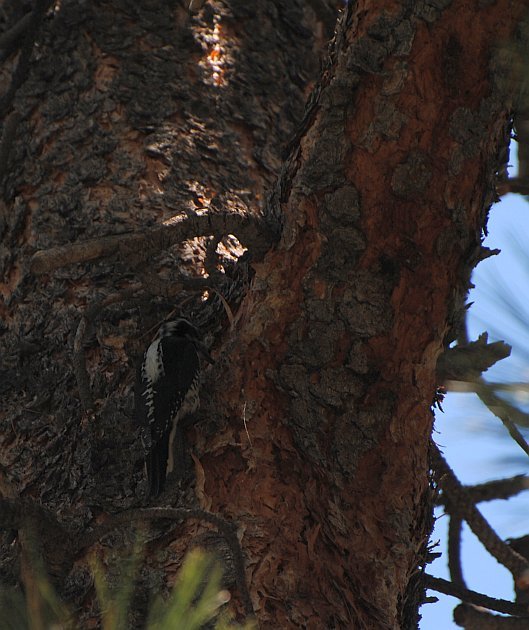 American Three-toed Woodpecker