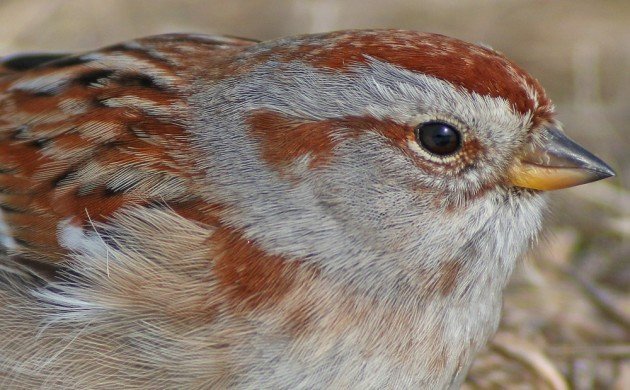 American Tree Sparrow