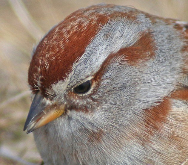 American Tree Sparrow portrait