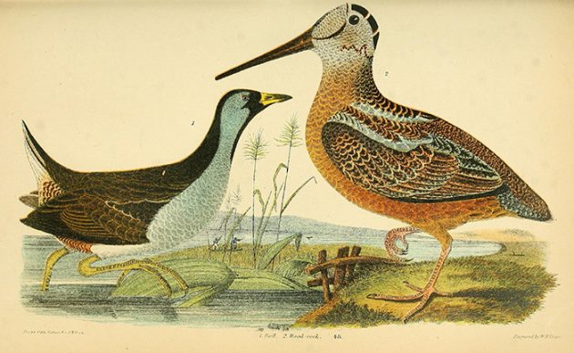 AmericanWoodcock The_natural_history_of_the_birds_of_the_United_States