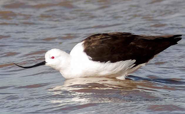 Andean Avocet