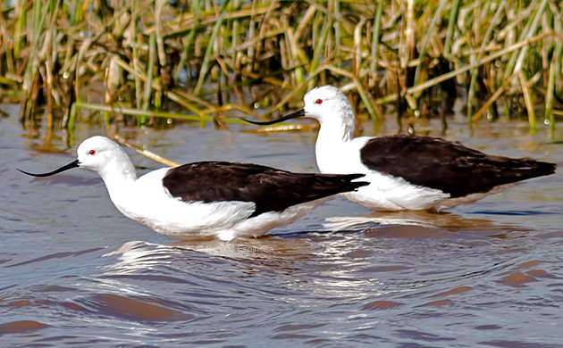 Andean Avocets