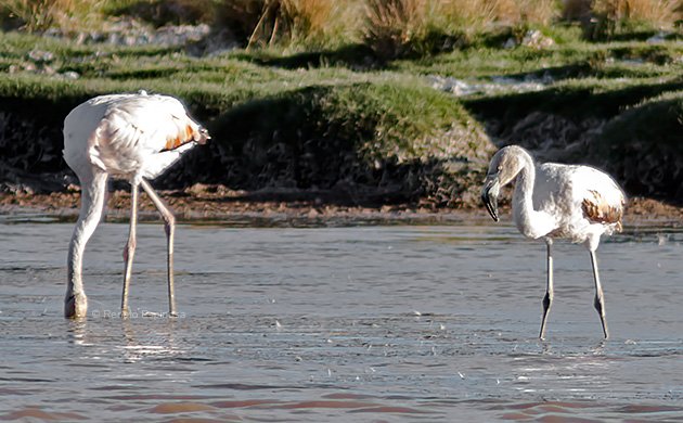 Andean Flamingo Juvenile