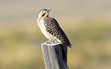 Andean Flicker