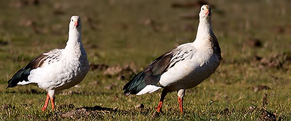 Andean Goose