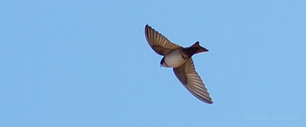 Andean Swallow