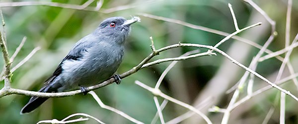 Andean Tyrant