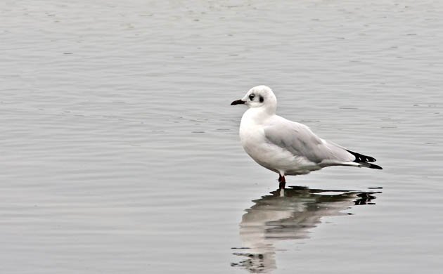 Andean Gull