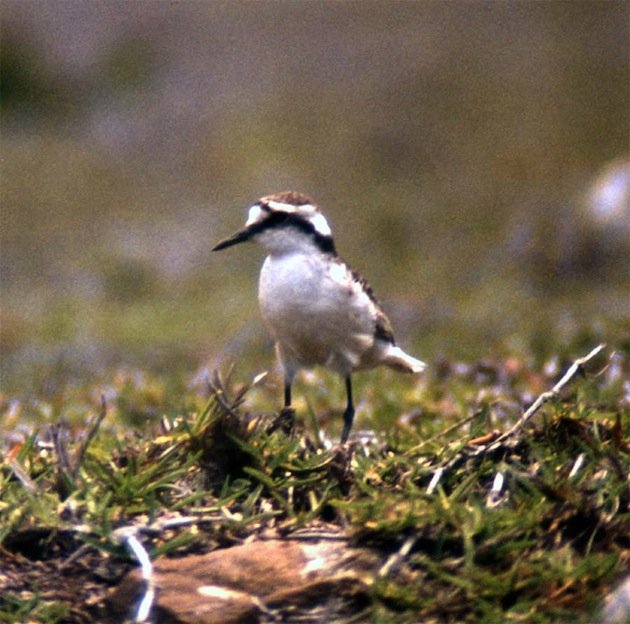 Andrew_Neaum_St_Helena_Plover_