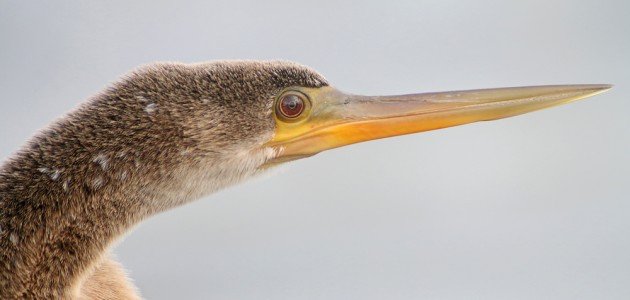 Anhinga