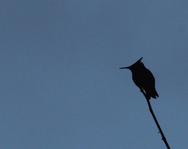 Antillean Crested Hummingbird