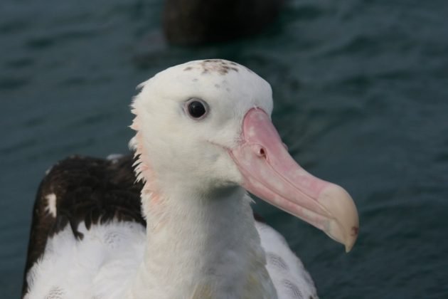 Antipodean-Albatross-1024x682