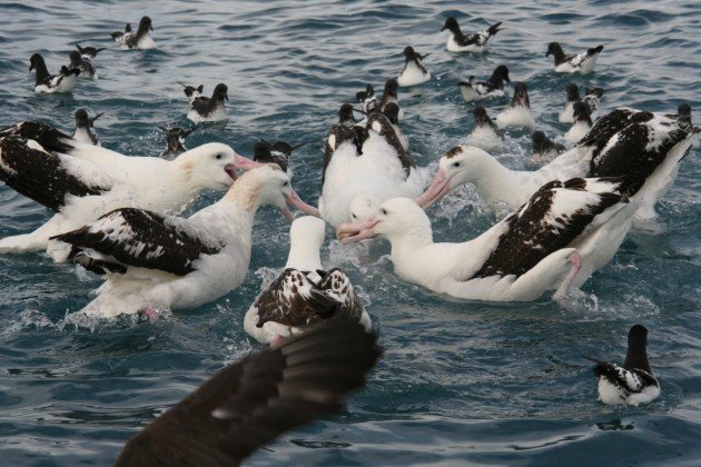 Antipodean-Albatrosses