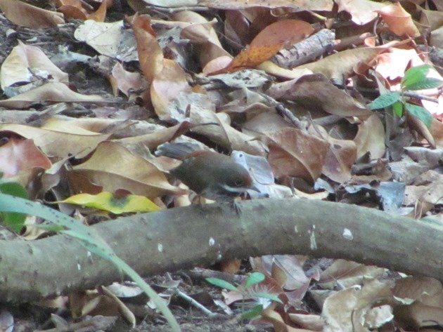 Arafura Fantail (2)