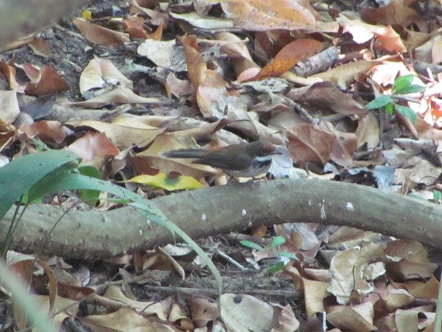 Arafura Fantail