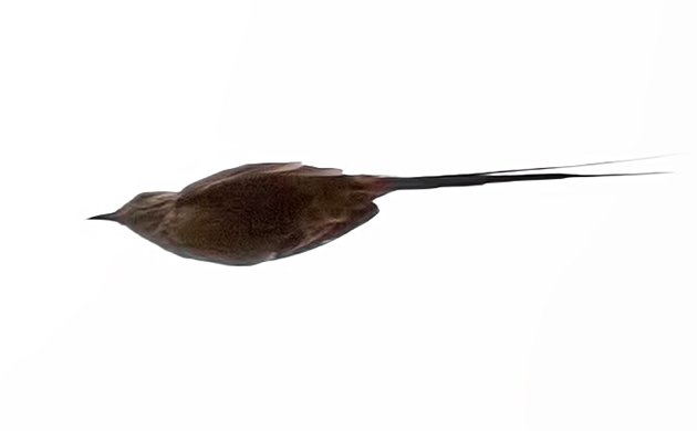 Araucaria-Tit-Spinetail In Flight