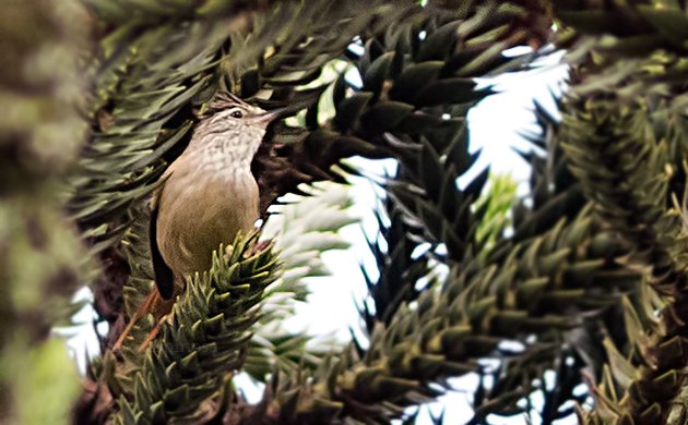 Araucaria Tit-Spinetail On Araucaria Tree