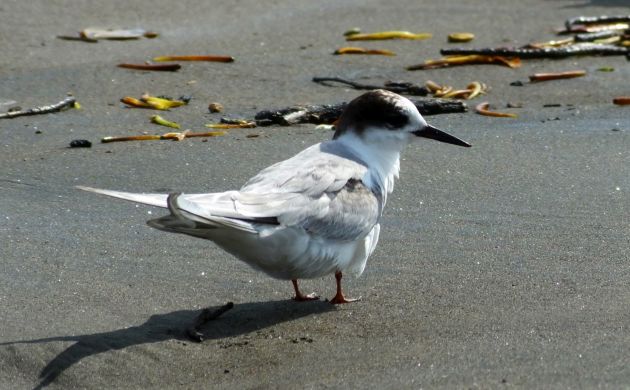 Arctic Tern 1