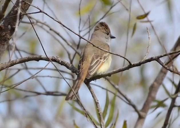 Ash-throated_Flycatcher
