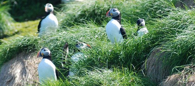 Atlantic Puffins by David J. Ringer