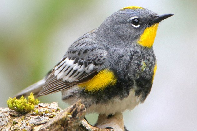 Audubon's Warbler cc-by winnu