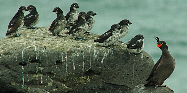 Least and Crested auklets by Don Henise