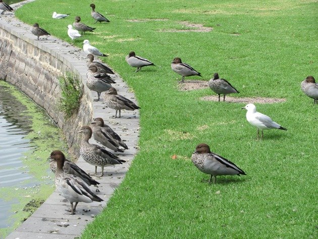 Australaian Wood Ducks & Silver Gulls