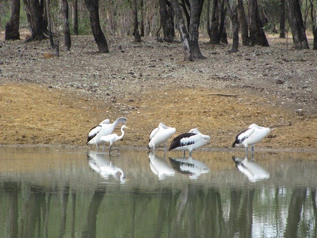 Australain Pelicans & Great Egret