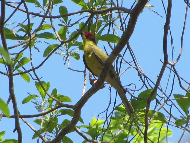 Australasian Figbird (2)
