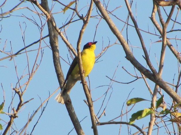 Australasian Figbird