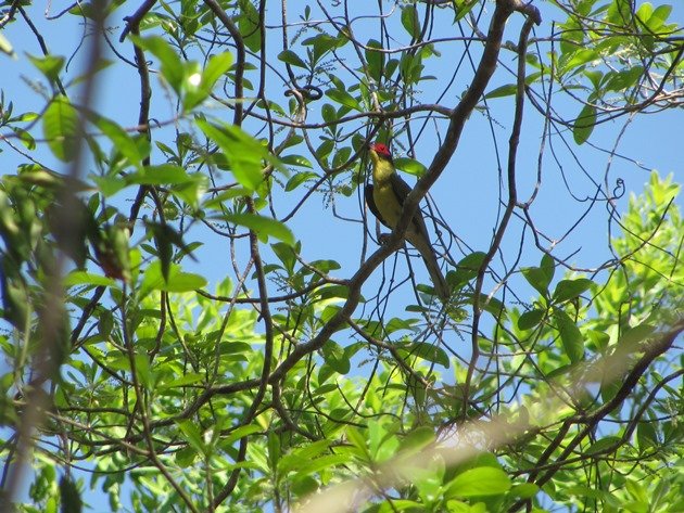 Australasian Figbird