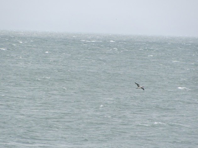 Australasian Gannet