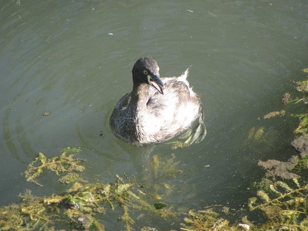 Australasian Grebe