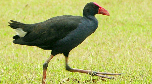 Australasian Swamphen (Porphyrio melanotus)