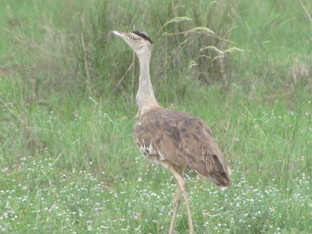 Australian Bustard (2)