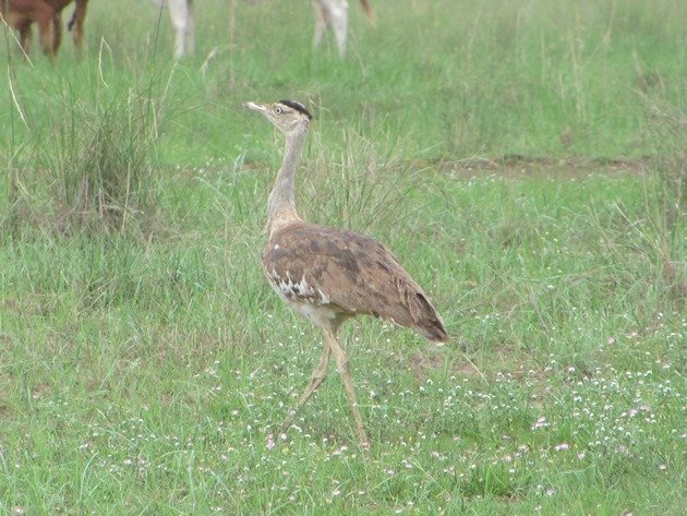 Australian Bustard (3)