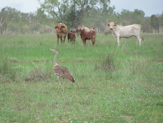 Australian Bustard (4)