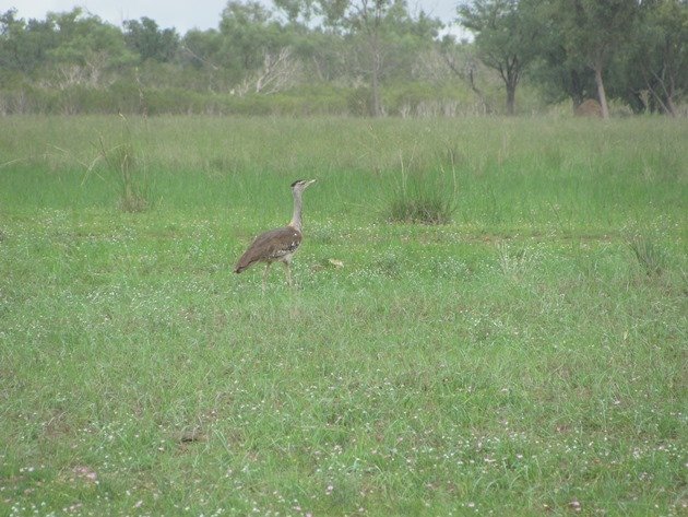 Australian Bustard (5)