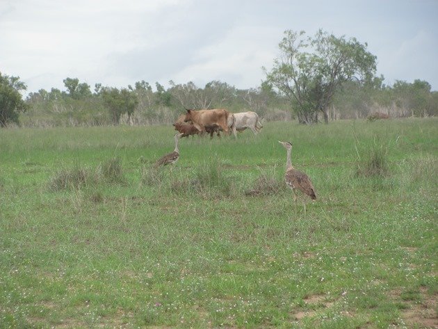 Australian Bustard (6)