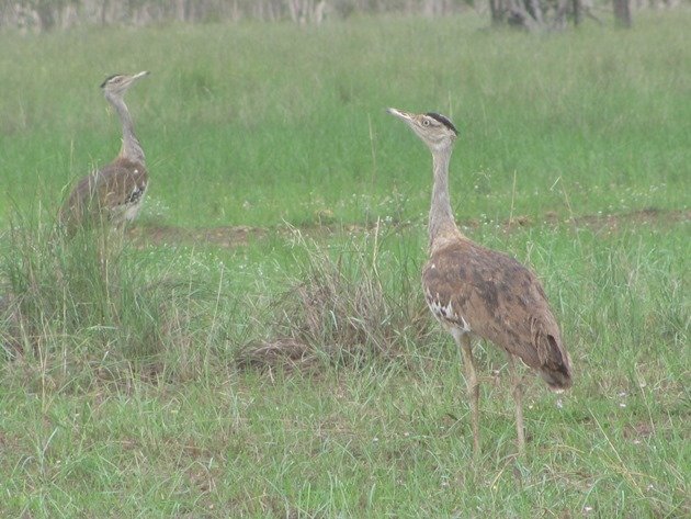 Australian Bustard (7)