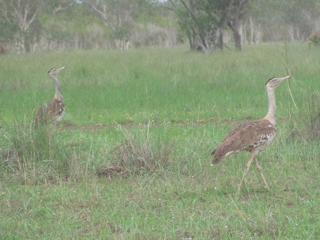 Australian Bustard (8)