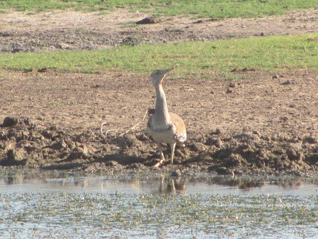 Australian Bustard drinking (2)