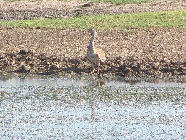 Australian Bustard drinking