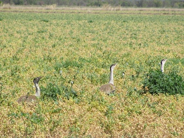 Australian Bustards